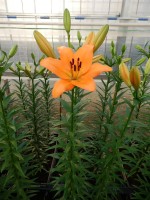 [5087 Hyde Park No02.JPG]